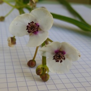 Sagittaria sagittifolia L. (Flèche-d'eau)