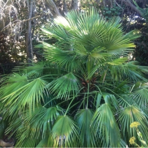  - Chamaerops humilis L. [1753]