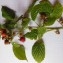  Dominique Remaud - Rubus idaeus L.