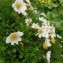  Dominique Remaud - Dryas octopetala L.