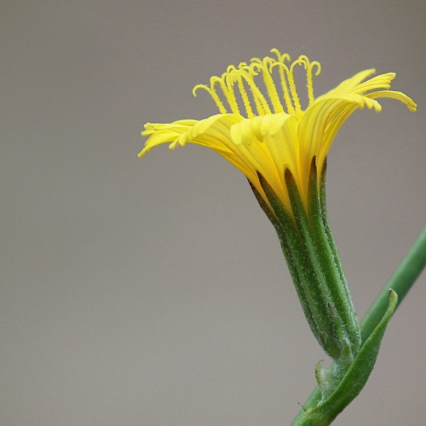 Chondrilla juncea L. [1753] [nn17040] par Jacques Maréchal le 10/09/2013 - Chaingy