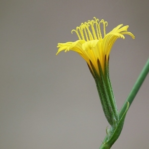 Chondrilla lutea Dulac (Chondrille à tiges de jonc)