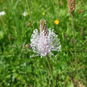 Photographie n°186669 du taxon Plantago media L.