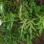  Dominique Remaud - Achillea macrophylla L.