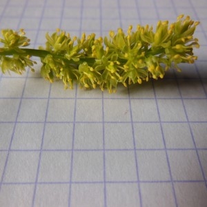  - Tofieldia calyculata (L.) Wahlenb. [1812]