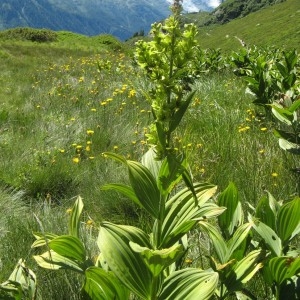 Photographie n°186685 du taxon Veratrum album L.