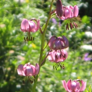 Photographie n°186688 du taxon Lilium martagon L.