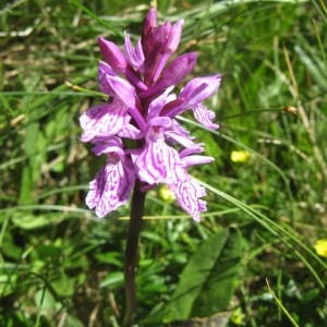 Photographie n°186691 du taxon Dactylorhiza fuchsii (Druce) Soó