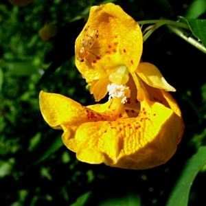 Impatiens fulva Nutt. (Balsamine du Cap)