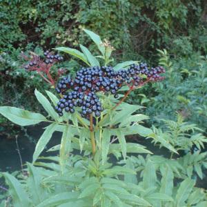  - Sambucus ebulus L. [1753]