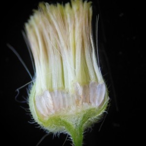 Photographie n°186733 du taxon Erigeron canadensis L.