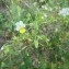  Dominique Remaud - Viola tricolor subsp. arvensis (Murray) Syme