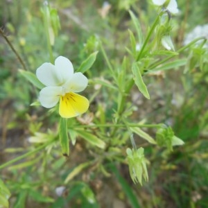  - Viola tricolor subsp. arvensis (Murray) Syme