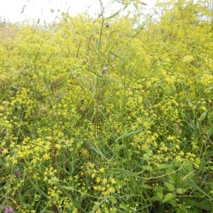 Photographie n°186747 du taxon Bupleurum falcatum L. [1753]