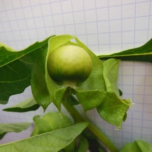 Photographie n°186750 du taxon Nicandra physalodes (L.) Gaertn.