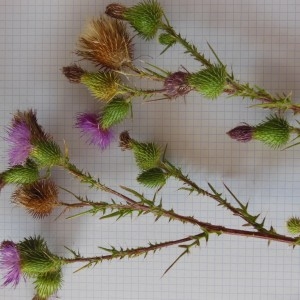  - Cirsium lanceolatum (L.) Scop.