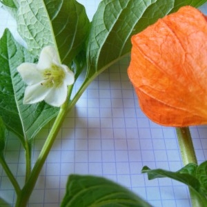  - Physalis alkekengi var. franchetii (Mast.) Makino