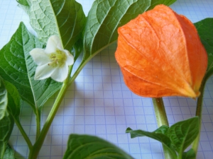 Dominique Remaud, le 19 août 2012 (Limay)