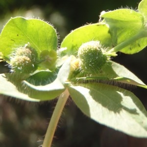  - Euphorbia hirsuta L. [1759]