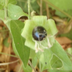 Photographie n°186790 du taxon Cucubalus baccifer L. [1753]