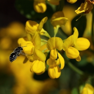 Coronilla glauca var. acaulis Debeaux & Neyraut ex Timb.-Lagr. (Coronille glauque)