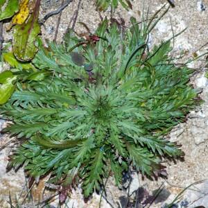 Plantago coronopus var. sabrinae Baker f. & Cardew (Plantain corne-de-cerf)