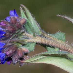 Photographie n°186815 du taxon Pulmonaria longifolia (Bastard) Boreau [1857]