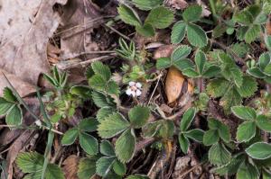 Jean-Jacques Houdré, le 19 mars 2013 (Saint-Étienne (Rochetaillée))