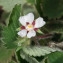  Jean-Jacques Houdré - Potentilla micrantha Ramond ex DC. [1805]