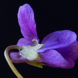 Viola hirta var. oenochroa Gillot & Ozanon (Violette hérissée)
