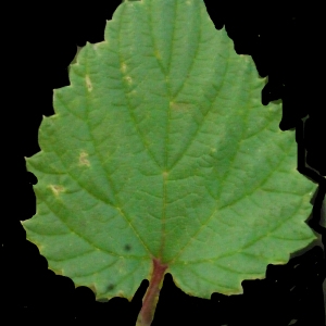 Photographie n°186931 du taxon Humulus lupulus L. [1753]