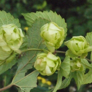 Photographie n°186933 du taxon Humulus lupulus L. [1753]