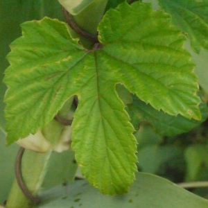 Photographie n°186939 du taxon Humulus lupulus L. [1753]