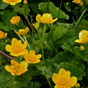 Photographie n°186945 du taxon Caltha palustris L. [1753]