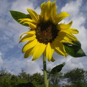 Photographie n°186946 du taxon Helianthus annuus L. [1753]