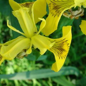 Photographie n°186953 du taxon Iris pseudacorus L. [1753]