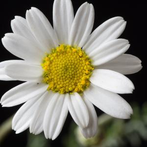 Anthemis cretica subsp. saxatilis (DC.) R.Fern. var. saxatilis