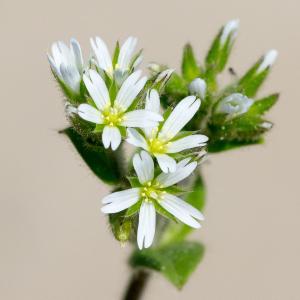 Photographie n°186969 du taxon Cerastium glomeratum Thuill. [1799]