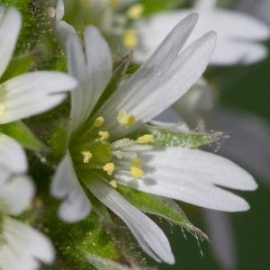 Photographie n°186972 du taxon Cerastium glomeratum Thuill. [1799]