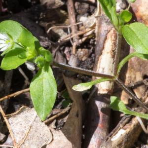 Photographie n°186979 du taxon Stellaria media (L.) Vill.