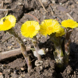 Photographie n°186982 du taxon Tussilago farfara L. [1753]