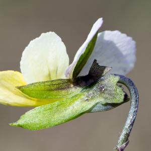 Photographie n°186990 du taxon Viola arvensis Murray [1770]