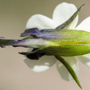 Photographie n°186995 du taxon Viola arvensis Murray [1770]