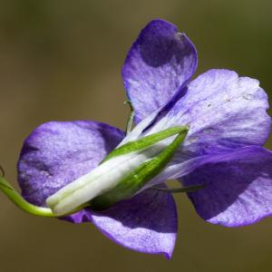 Photographie n°186996 du taxon Viola riviniana Rchb. [1823]