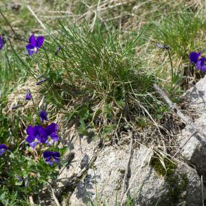 Photographie n°187000 du taxon Viola tricolor L. [1753]