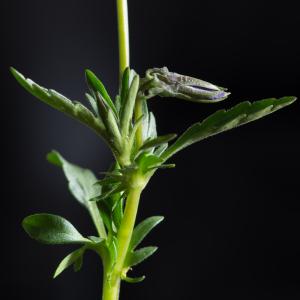 Photographie n°187002 du taxon Viola tricolor L. [1753]