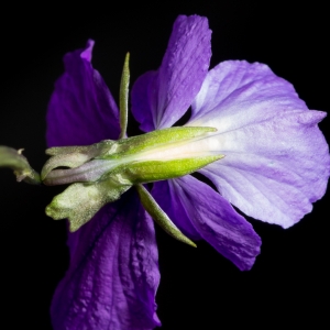 Photographie n°187003 du taxon Viola tricolor L. [1753]