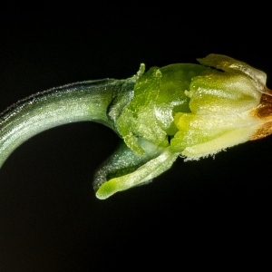 Photographie n°187004 du taxon Viola tricolor L. [1753]