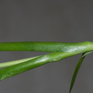 Photographie n°187024 du taxon Allium roseum L. [1753]