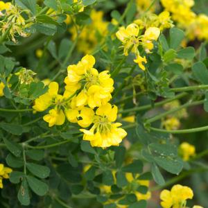 Photographie n°187053 du taxon Coronilla glauca L.